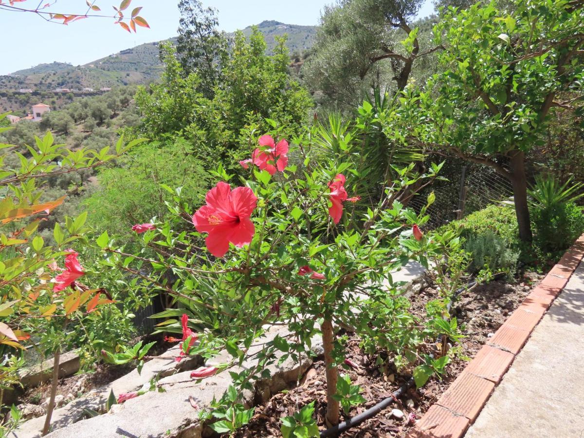 Finca Flor Canillas de Albaida Exteriör bild